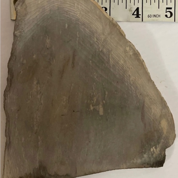 Small Polished Petrified Wood Full Slab w Bark 5 1/x 5” x 1/2” 8.6 oz. - Picture 3 of 9